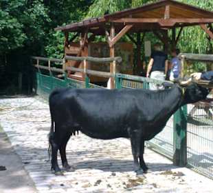 Tiere zum "Erleben"
