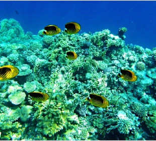 Schnorcheltour El gouna & Delfin Tour