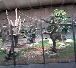 Regenwaldhaus