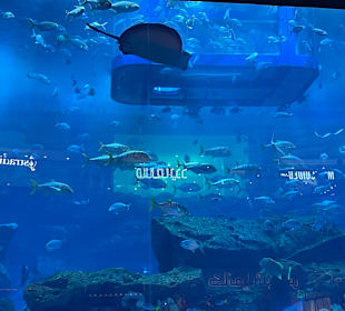 Aquarium in der Dubai Mall