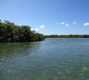 Saona - Mangrovenwälder