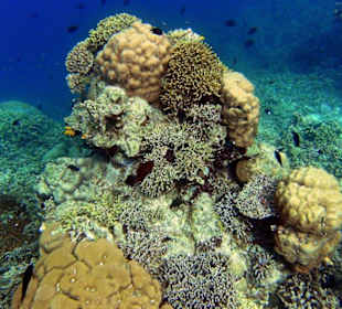 Riff Bunaken NP