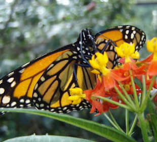 Schmetterling
