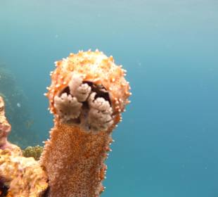 Seegurke Gorgonia 
