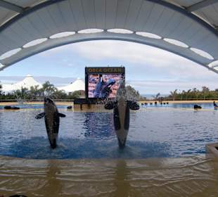 Orca Show