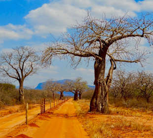 Tsavo west; Baobabs