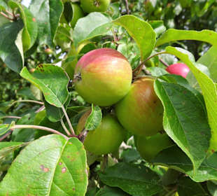 Obstbäume im Bauerngarten