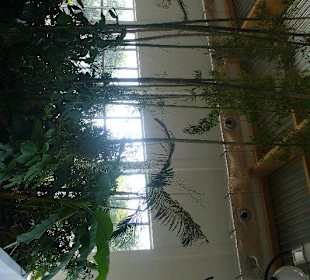 Pijalnia Wód - Palmiarnia