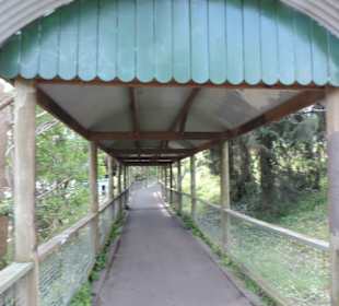 Hier geht es zum Dampfzug Puffing Billy