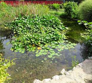 Am Teich im Jardin des Plantes