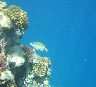 Riff mit Fisch