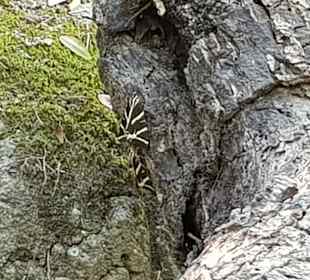 Peta Loudhes / Tal der Schmetterlinge