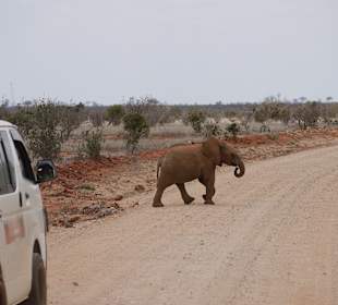 Lady M Safari