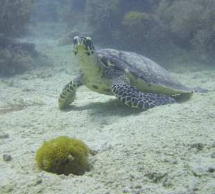 Hotel Sandies Mapenzi Beach