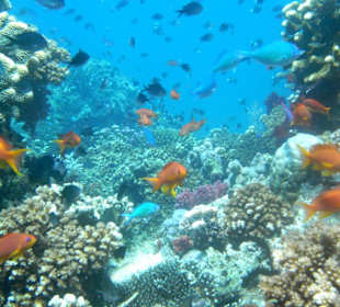 Чудные краски! Загляденье!