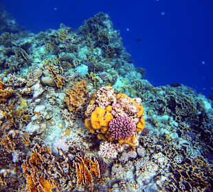 Schnorcheln Marsa Alam