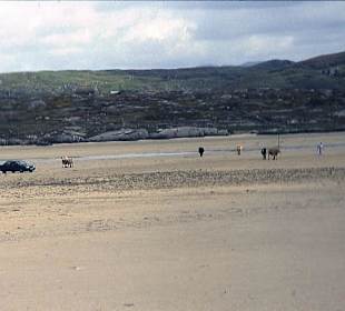Kühe und Auto auf dem Weg zum Friedhof