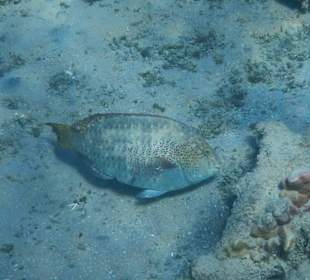 Hoteleigene Riff direkt am Strand