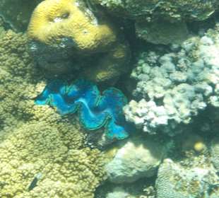 Eine blaue geschlossene Muschel