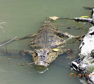 Kaiman während der Bootstour