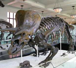 Museum of Natural Science New York