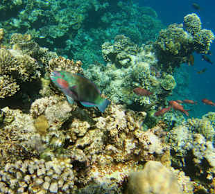 Tauchen Marsa Alam