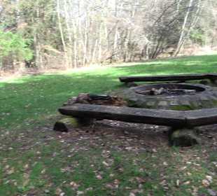 Wellingtonien - Platz mit Mammutbäumen