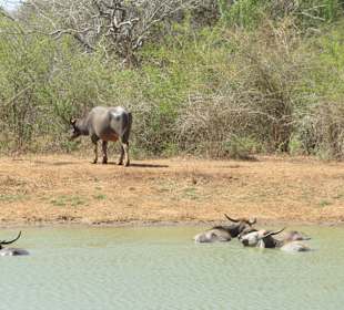 Elefant und Wasserbüffel