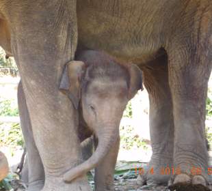 Ausflug zur Elefantenmutti mit Baby