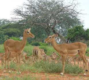 Impalas im grünen Tsavo Ost