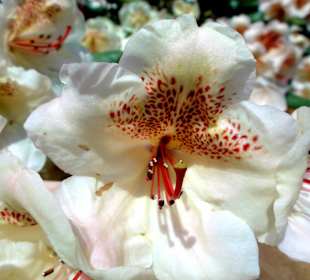 Spaziergang durch den Rhododendronpark Westerstede