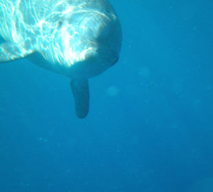 Delfin am Hausriff