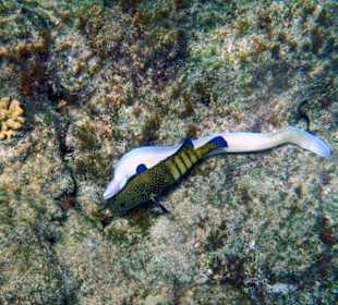 Muränen Freundschaft am Riff des Three Corners Fayrouz Plaza