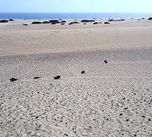 Dünen von Corralejo