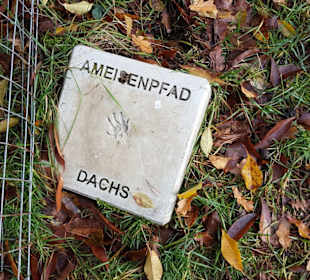 Ameisenpfad  Pfotenabdrücke