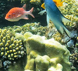 Schnorcheln Coraya Bay Marsa Alam