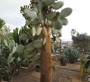 Parque Botánico de Maspalomas 13-02-2013