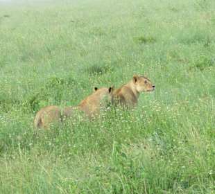 Löwen und viel mehr entdeckt