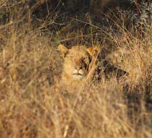 Krüger Nationalpark