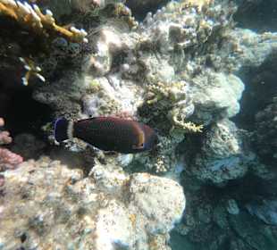 Schnorcheln Marsa Alam