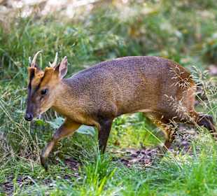 Wildparadies Tripsdrill