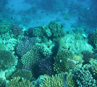 Hausriff Arabia Azur