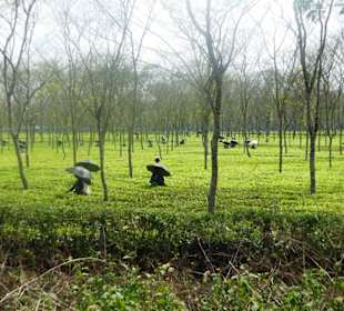 Restaurant Malbazar Touristik Lodge