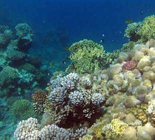 Korallengarten