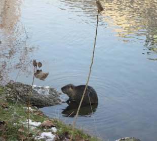 Nutria an der ILL