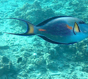 Schnorcheln Hurghada