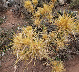 ...magere Vegetation