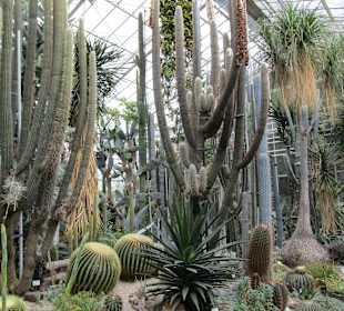 Kakteenhalle