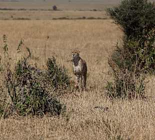 Masai Mara