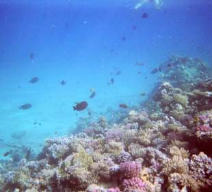 Einmalige Korallenwelt am Strand